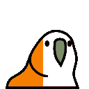 parrot ivorycoast