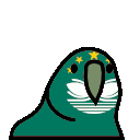 parrot macau