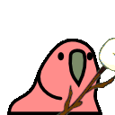 parrot marshmallow