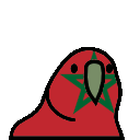 parrot morocco