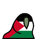 parrot palestine