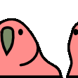 parrot reverse conga