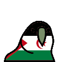 parrot sahrawiarabdemocraticrepublic