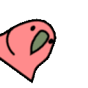parrot spinning