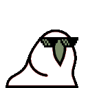 parrot trans