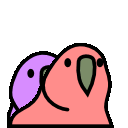 parrot twins