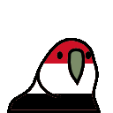 parrot yemen