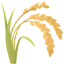 party ear of rice
