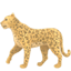 party leopard