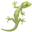 party lizard