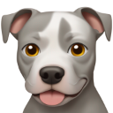 pitbull-dog