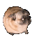 pug_dance_fast