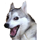 pun-dog