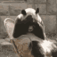 sad-panda-meme