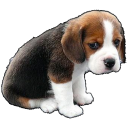 sad-puppy