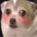 shy-dog