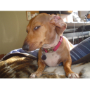 suspicious-dog