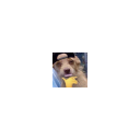 swag_dog