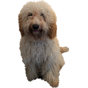 tomsdog