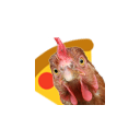 turkey_pizza