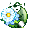 watermelon_flower