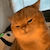 yapapa-cat