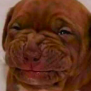 yikes-dog