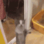 yippee-cat